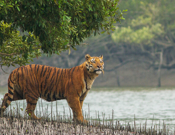 Sundarban Tour 2 Night 3 Days (From Kolkata)