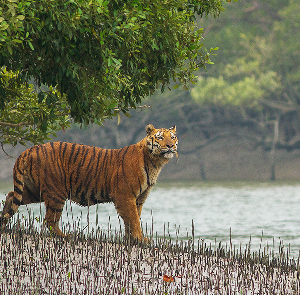 Sundarban Tour 2 Night 3 Days (From Kolkata)