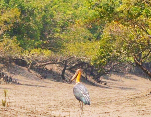 Sundarban Tour 2 Night 3 Days (From Canning)