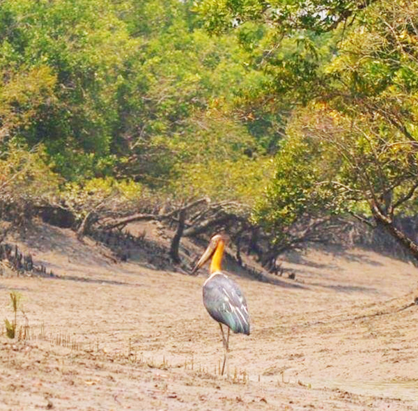 sundarban tour from canning