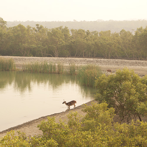 Sundarban